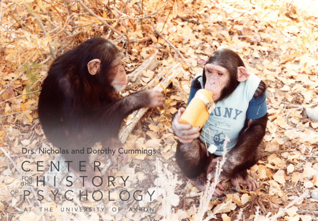 A photograph of two chimpanzees sitting outdoors on yellow leaves. The chimp on the left is holding her hand out toward the other chimp who is drinking from a yellow canteen.