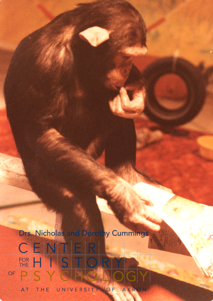 A photograph of a chimpanzee looking at a magazine. The chimp has his left hand touching his lips. He is in a playroom with a tire swing in the background.
