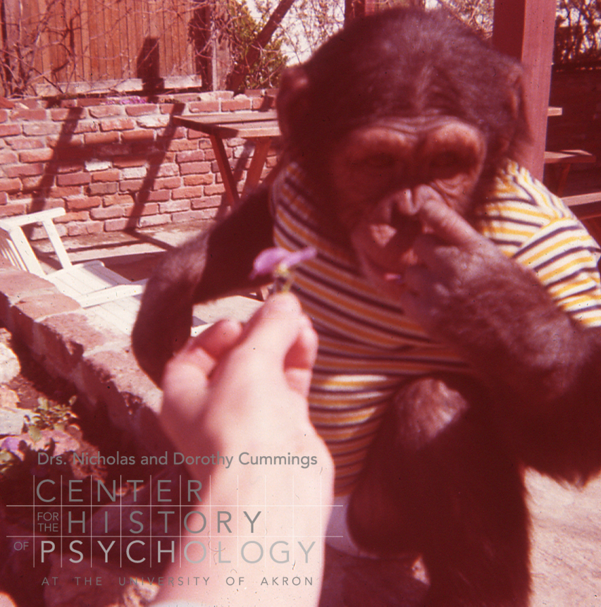 A photograph of a young chimpanzee with her finger pointing to her nose. A human hand is holding a flower in front of the chimpanzee. The chimp is wearing a white, blue, and yellow striped tshirt and a diaper. She is sitting outside on a brick patio.