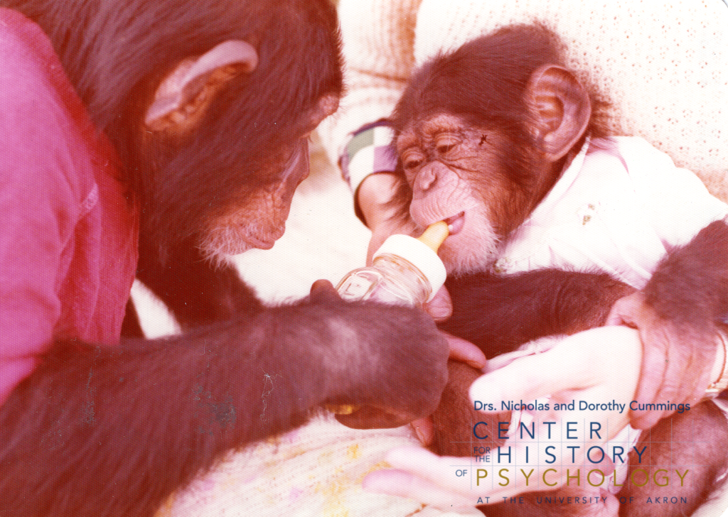 A digitized photograph of a chimpanzee wearing a red shirt giving a bottle to an infant chimpanzee.  The infant chimp is held by human hands.