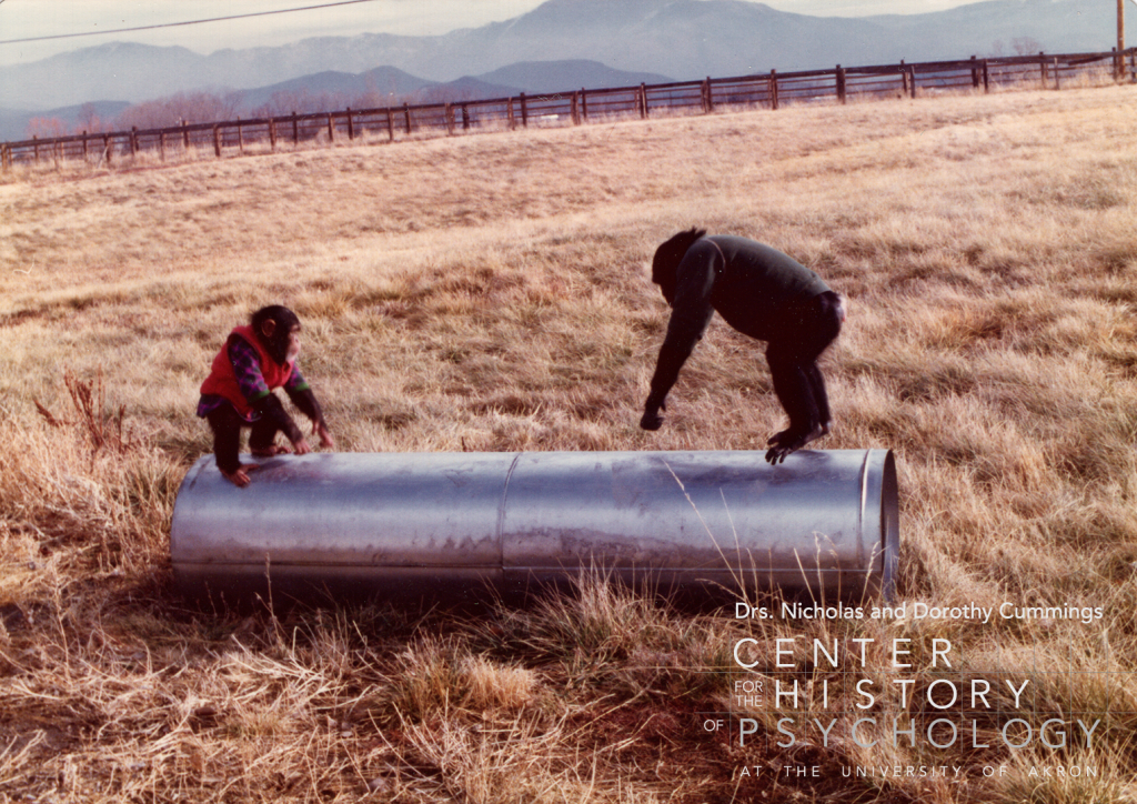 A digitized photograph of two chimpanzees playing on a large round culvert pipe. They are outside in a field with mountains in the background. One chimp is smaller and wearing a red vest. A larger chimp is wearing a green sweatshirt and jumping on the metal pipe.