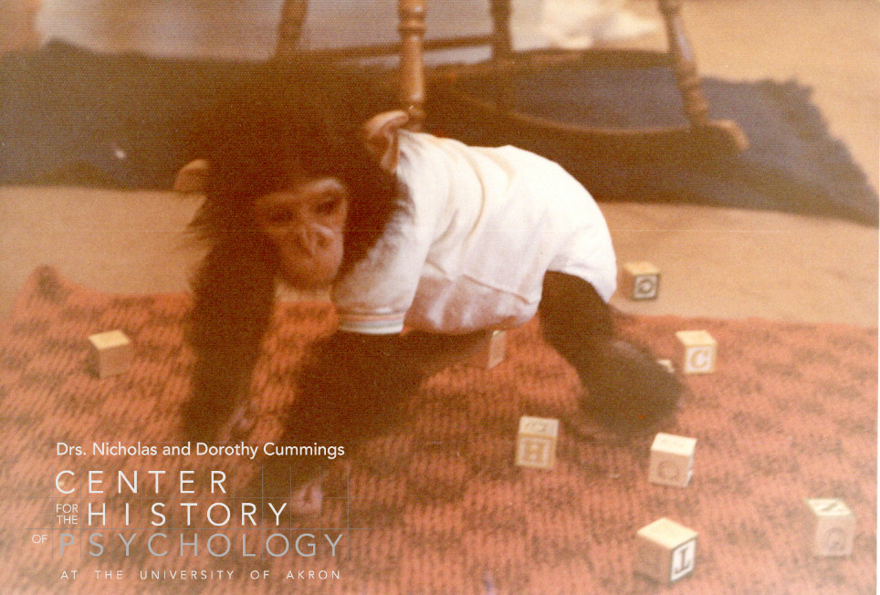 A digitized photograph of an infant chimpanzee playing with wooden alphabet blocks.  The chimp is on all fours and wearing a white onesie.